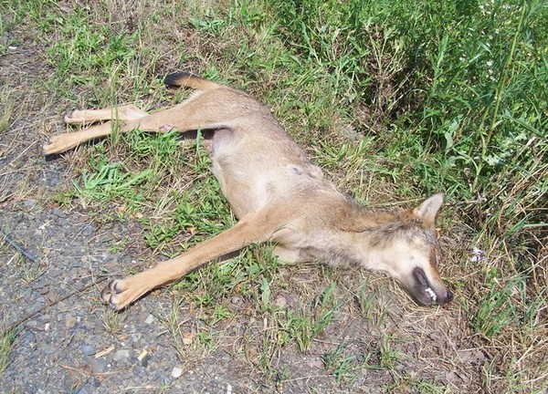 Wolf killed by car near Valasske Mezirici in 2012. Photo: M.Bojda